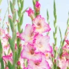 'Priscilla' Gladiolus -Greatgardenplants Priscilla Gladiolus