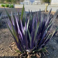 'Purple Flame' Blue Flag Iris -Greatgardenplants PurpleFlame BlueFlagIris Irisversicolor 3