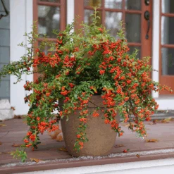 Berry Box™ Pyracomeles -Greatgardenplants PyracomelesBerryBoxP1117266 1080x1080 8244075