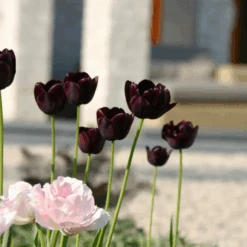 'Queen Of Night' Tulip -Greatgardenplants QueenofNightTulip 2