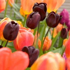 'Queen Of Night' Tulip -Greatgardenplants QueenofNightTulip 4
