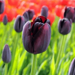 'Queen Of Night' Tulip -Greatgardenplants QueenofNightTulip 5