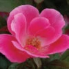 Pink Knock Out® Rose -Greatgardenplants ROSPK2Q 1