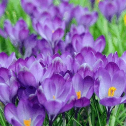 'Remembrance' Large Flowering Crocus