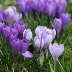 'Remembrance' Large Flowering Crocus -Greatgardenplants RemembranceCrocus 5