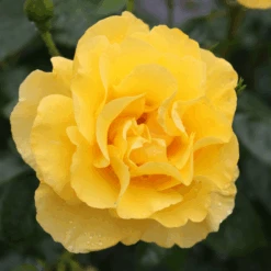 Reminiscent® Yellow Rose -Greatgardenplants Reminiscent YellowGardenRose