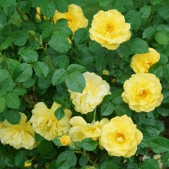 Reminiscent® Yellow Rose -Greatgardenplants Reminiscent YellowGardenRose 1