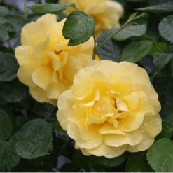 Reminiscent® Yellow Rose -Greatgardenplants Reminiscent YellowGardenRose 4