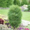 Fine Line® Rhamnus -Greatgardenplants RhamnusFineLineDSC08672 800x800 b03c023