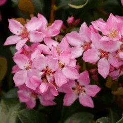 La Vida Mas™ Indian Hawthorn -Greatgardenplants RhaphiolepisLaVidaMsP1001763 800x800 bae5ef5