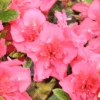 Perfecto Mundo® Epic Coral™ Reblooming Azalea -Greatgardenplants RhododendronPerfectoMundoEpicCoralIMG 0516 800x800 9689f15