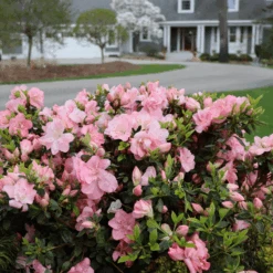 Perfecto Mundo Pink Carpet™Reblooming Azalea -Greatgardenplants RhododendronPerfectoMundoPinkCarpetIMG 0631 800x800 0ea7d29