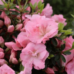 Perfecto Mundo Pink Carpet™Reblooming Azalea -Greatgardenplants RhododendronPerfectoMundoPinkCarpetIMG 0641 800x800 6a0c32b