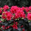 Perfecto Mundo® Red Reblooming Azalea -Greatgardenplants RhododendronPerfectoMundoRedIMG 0537 800x800 e858d28