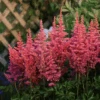 'Rise And Shine' Astilbe