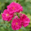 Oso Easy Peasy® Rose -Greatgardenplants Rosa Oso Easy Pleasy 1 P