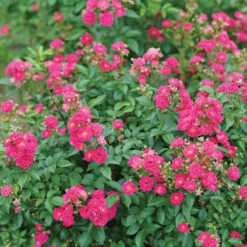 Oso Easy Peasy® Rose -Greatgardenplants Rosa Oso Easy Pleasy 3 P