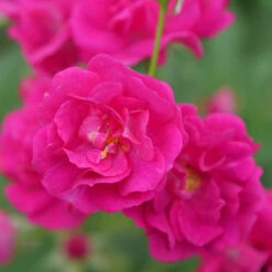 Oso Easy Peasy® Rose -Greatgardenplants Rosa Oso Easy Pleasy 4 P