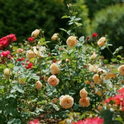 Flavorette™ Honey-Apricot Rose -Greatgardenplants RosaFlavoretteApricot HoneyDSC04297 1080x1080 3345916