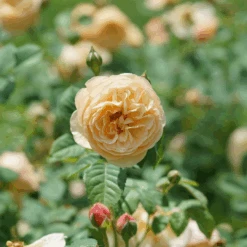 Flavorette™ Honey-Apricot Rose -Greatgardenplants RosaFlavoretteApricot HoneyDSC04303 1080x1080 06ba277