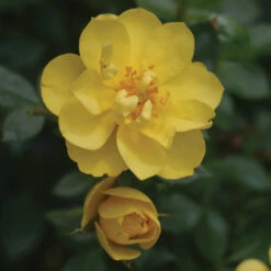 Oso Easy Lemon Zest® Rose -Greatgardenplants RosaOsoEasyLemonZest2