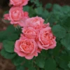 Reminiscent™ Coral Rose -Greatgardenplants RosaReminiscentCoralDSC04183 800x800 1aecebf