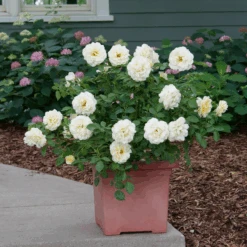 Reminiscent™ Crema Rose -Greatgardenplants RosaReminiscentCremaP1072050 800x800 861f9b3