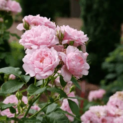 Reminiscent™ Pink Rose -Greatgardenplants RosaReminiscentPinkP1071859 800x800 7063c0b