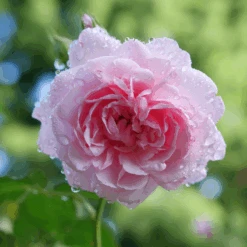 Reminiscent™ Pink Rose -Greatgardenplants RosaReminiscentPinkP1094438 800x800 002b007