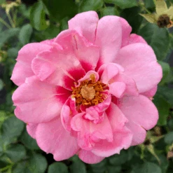 Ringo® Double Pink Rose -Greatgardenplants RosaRingoDoublePinkIMG 1082 800x800 0433582