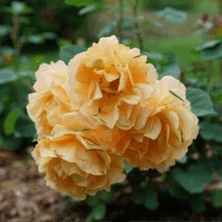 Rise Up Amberness™ Climbing Rose -Greatgardenplants RosaRiseUpAmbernessDSC09017 800x800 6ca8a6a