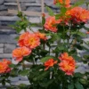 Rise Up Emberays™ Climbing Rose -Greatgardenplants RosaRiseUpEmberaysP1184651 1080x1080 4ad4f3d