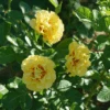 Rise Up™ Ringo® Climbing Rose -Greatgardenplants RosaRiseUpRingoDSC06986 800x800 5804069