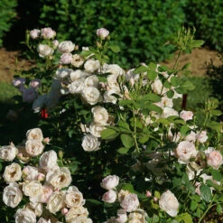 Flavorette Pear'd™ Rose -Greatgardenplants Rosa Flavorette Peard DSC06970