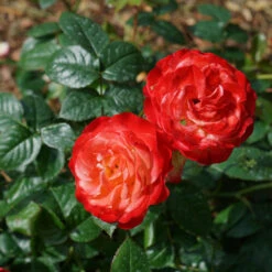 Oso Easy En Fuego™ Rose -Greatgardenplants Rosa Oso Easy En Fuego DSC09030 1616x1080 64feaab