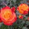 Oso Easy En Fuego™ Rose -Greatgardenplants Rosa Oso Easy En Fuego 6