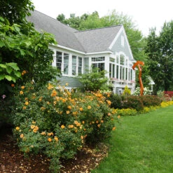 Oso Easy Paprika® Rose -Greatgardenplants Rose Oso Easy Paprika 4 P