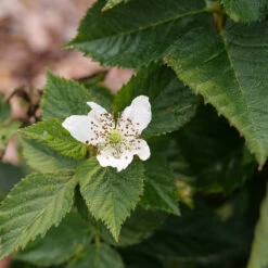 Taste Of Heaven™ Blackberry -Greatgardenplants Rubus Taste of Heaven P1238088