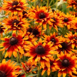 'Summer Sienna' Sweet Coneflower (Rudbeckia) -Greatgardenplants Rudbeckia Summer Sienna 1