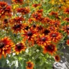 'Summer Sienna' Sweet Coneflower (Rudbeckia) -Greatgardenplants Rudbeckia Summer Sienna 3