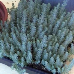 'Blue Spruce' Stonecrop -Greatgardenplants SEDBS1Q 1 sw