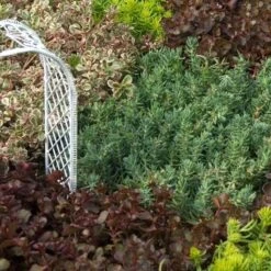 'Blue Spruce' Stonecrop -Greatgardenplants SEDBS1Q 2 sw