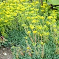 'Blue Spruce' Stonecrop -Greatgardenplants SEDBS1Q 3 sw