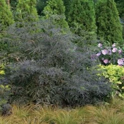 Black Lace® Elderberry -Greatgardenplants Sambucus Black Lace 3 P d57d2790 77fc 4b00 8d64 337af5479821 sw
