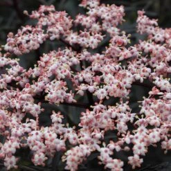 Black Lace® Elderberry -Greatgardenplants Sambucus Black Lace 4 P 7c541a7c 633d 4310 8b91 2f472c43f536 sw