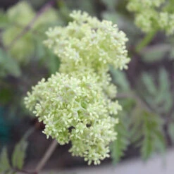 Lemony Lace® Elderberry -Greatgardenplants Sambucus Lemony Lace 3 P