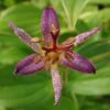 'Samurai' Toad Lily (Tricyrtis) -Greatgardenplants Samurai ToadLily Tricyrtisformosana