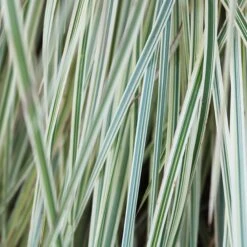 Shining Star™ Bluestem Grass -Greatgardenplants Schizachyrium Shining Star ECG 2021 web2 80858.1617048638