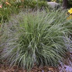 'Twilight Zone' Little Bluestem Grass -Greatgardenplants Schizachyrium TwilightZone LittleBluestem