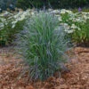 'Twilight Zone' Little Bluestem Grass -Greatgardenplants Schizachyrium TwilightZone LittleBluestem 1